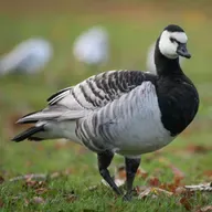 How the Barnacle Goose Was Named