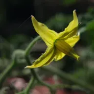 Prune Off Tomato Flowers?
