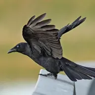 The Nasally Fish Crow