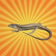 Le lézard des murailles est le roi de la régénération