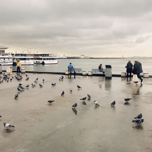 #385. Mektûba Zîzê: Barê Stenbolê