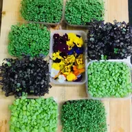 Growing Microgreens