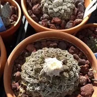 Ep. 562 - Life After Poaching