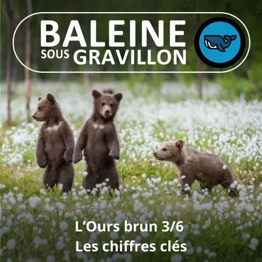 S07E155 L'Ours brun 3/6 : Dates, effectifs, attaques... les chiffres clés (Rémi Dupouy)