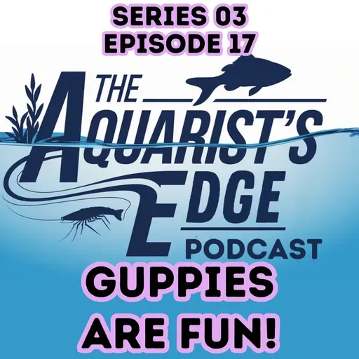 Why Guppies Are So Fun to Keep - Colour, Personality, Easy Care & Fry Surprises