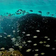 Océanos en peligro: ¿Cómo protege el fallo histórico de la Corte IDH al medio marino?