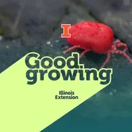 Gardenbite: Dispelling Myths and Telling the Itchy Truth About Chiggers | #GoodGrowing