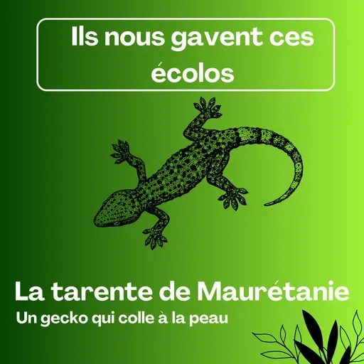 Ils nous gavent ces écolos! La tarente de Maurétanie, un gecko qui colle à la peau