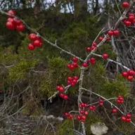 Ep. 559 - Looking Back on a Year of Botany