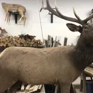 Avian influenza, Teacher performance pay, Robotic hunting decoys