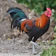 Nature’s Alarm Clock: Which Rooster Crows First?