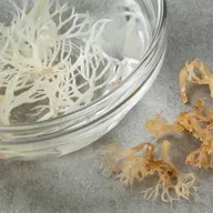 777: The Surprising Benefits of Sea Moss for Skin Health