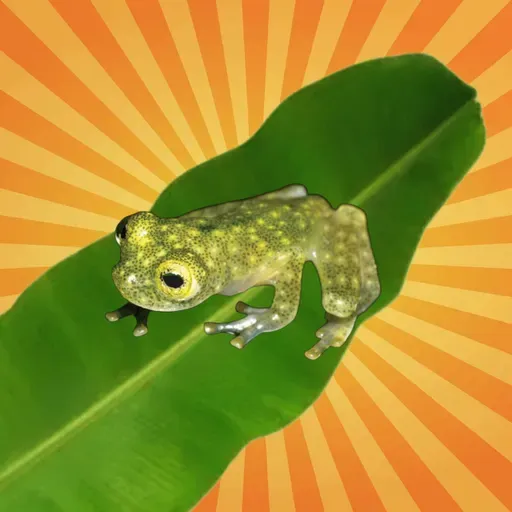 La grenouille de verre peut devenir invisible à volonté !