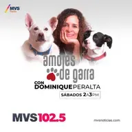 Cómo sabes que le duele, por qué comportamiento alimenticios de los gatos es distinto al de los perros.