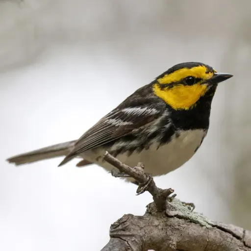 Golden-Cheeked Warbler