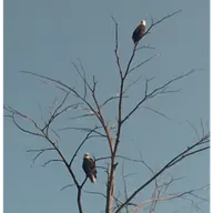 Vouchers and Services for Dyscalculia