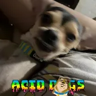 Acid Dogs 010