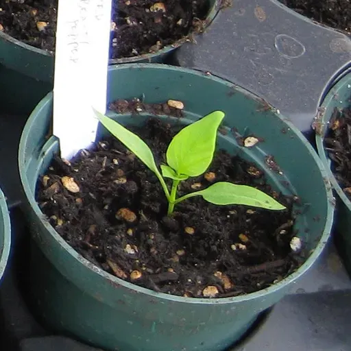 January is Seed Starting Time For Many Vegetables (Resending)