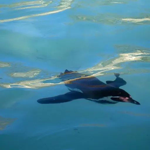 Why Are There Flightless Birds?