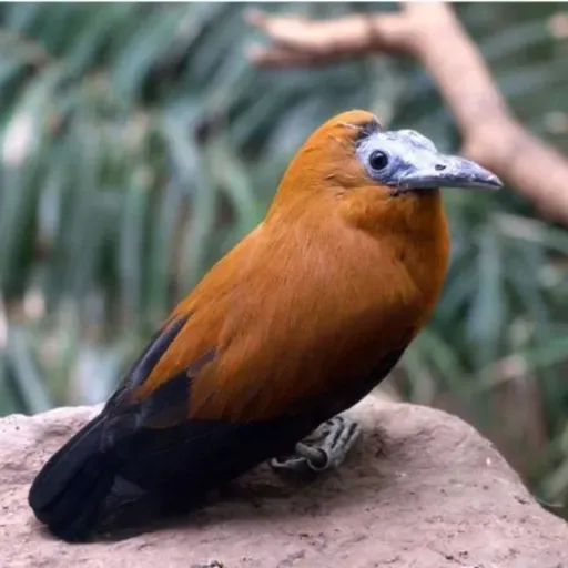 Capuchinbirds