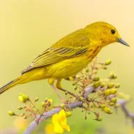 Helping BirdNote Continue Its Journey
