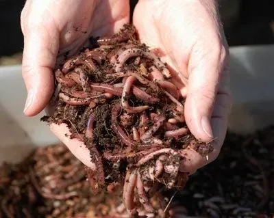 Grow Better Soil (and Plants) with Worm Castings