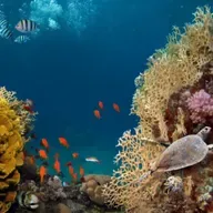 ODS - Vida debaixo d'água