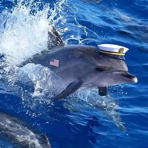 Is the US weaponizing dolphins to win the war?