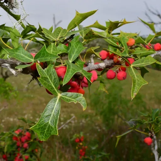Paleoforaging - The Ethnobotany of Some Central Texas Plants w/ Cyrus Harp