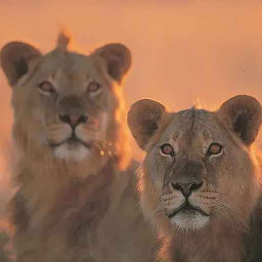 Starting in the Ruins: Of Lions and Games with Crypto-Advocate and Changemaker Andrea Leiter