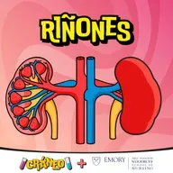 Riñones: la fábrica de la orina