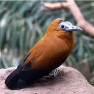 Capuchinbirds