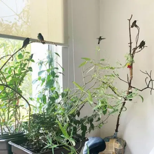 A Hummingbird Hospital in a Mexico City Apartment