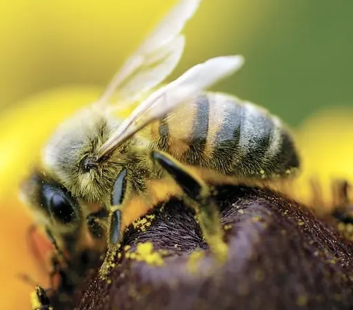 It's swarming season people are being advised too check their roofs and unused sheds for swarms of honey bees