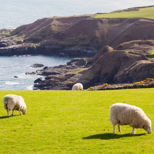 COUNTRYSIDE 21 OCTOBER 2025