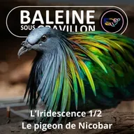 S07E138 Faire "-scence" : Iridescence 1/2, le Pigeon de Nicobar