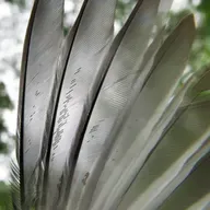 Ep. 77 - Mite-y Cool: The Amazing, Unseen World of Feather Mites