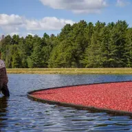 Caledonia data center scrapped, Cranberry harvest, ‘When & If’ poetry collection