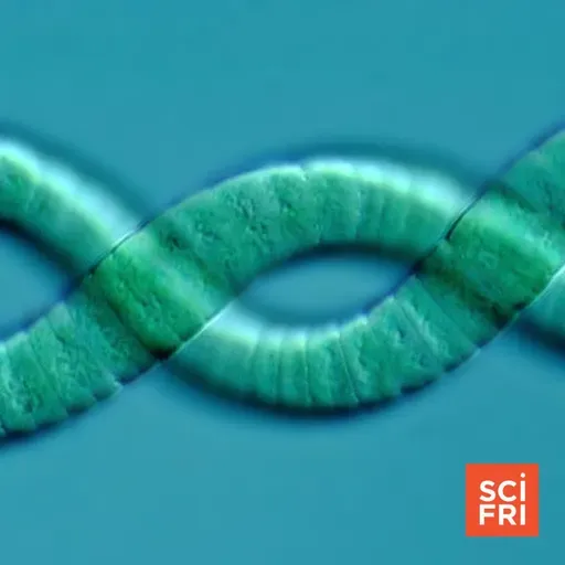 Stressed About The World? Take A Cue From Cyanobacteria