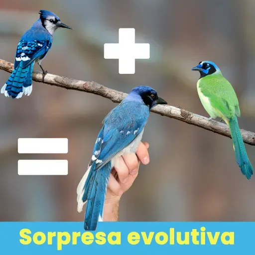 Atopan hibridación en paxaros de dous xeneros separados hai 7 millóns de anos [Paxaros na cabeza]