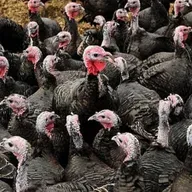 Chloe Nic Giolla Bhríde.