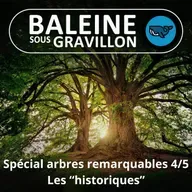 SPÉCIAL Arbres remarquables 4/5 : Les "historiques"