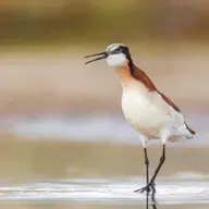 Feathered Females in Charge