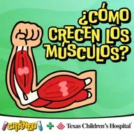 ¿Cómo crecen los músculos?