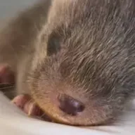Ireland's first full-time wildlife vet
