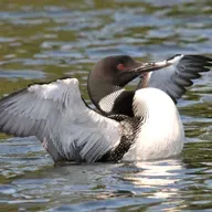 Welcoming Back Common Loons