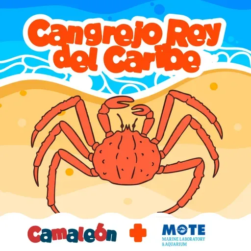 🦎 Podcast Camaleón🦎Cangrejo Rey del Caribe