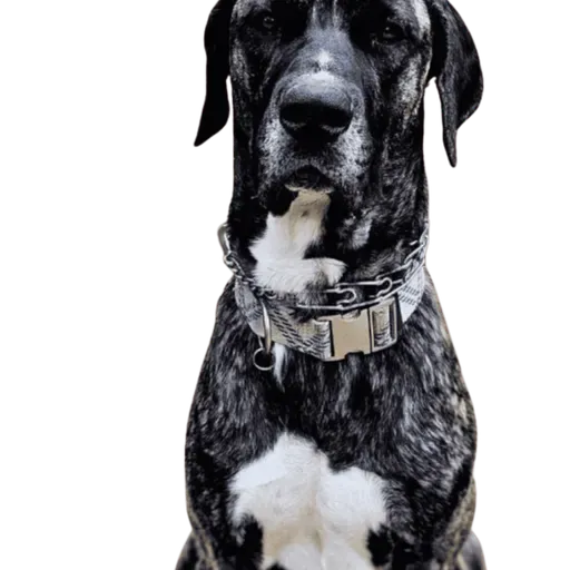 Stop Saying “He Thinks He’s a Lap Dog”