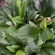 🌱 Cekur subur & hasil berganda dengan NutriBoost!