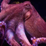 Intelligenter Oktopus - Gehirn im ganzen Körper